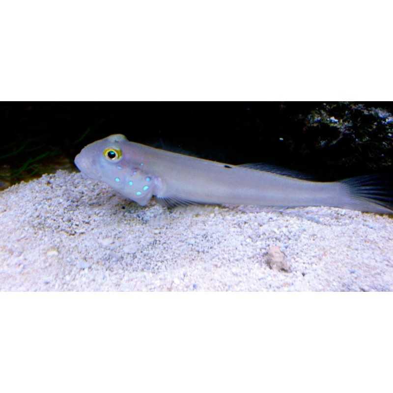 Valenciannea Sexguttata