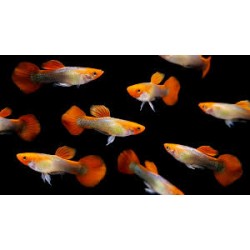 Guppy macho Red Cap Rainbow