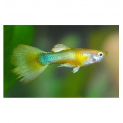 GUPPY MACHO FULL GOLD