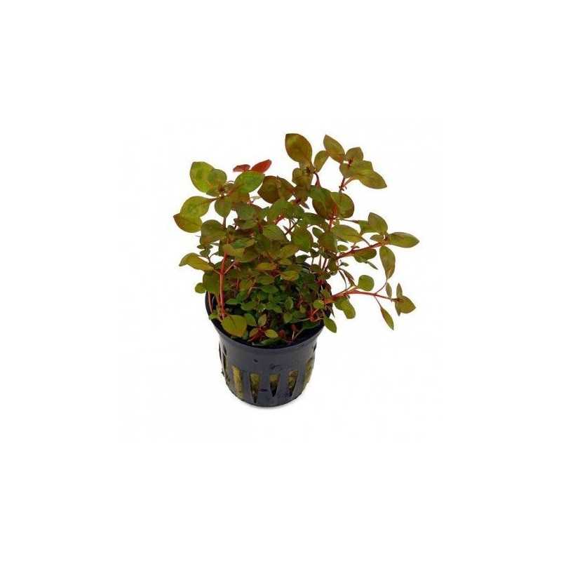 Ludwigia palustri red