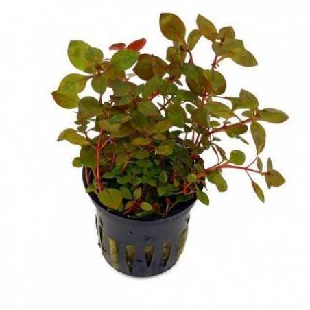Ludwigia palustri red