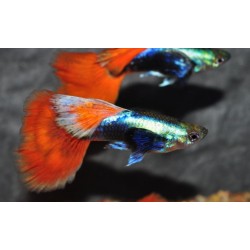 Guppy macho dumbo cola roja