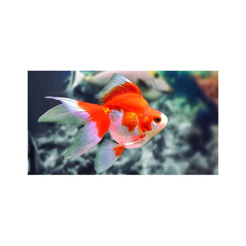 Ryunkin ahort tail surtido 6-7cm