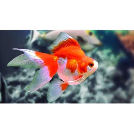 Ryunkin ahort tail surtido 6-7cm