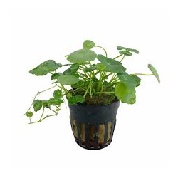 Hydrocotyle leucocephala