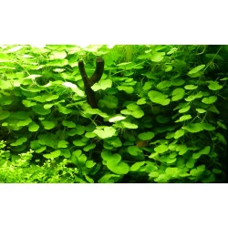 Hydrocotyle leucocephala