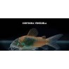 Corydora Venezuela