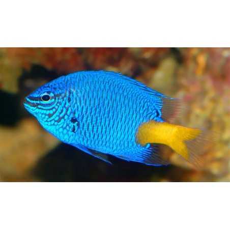 Chrysiptera parasema