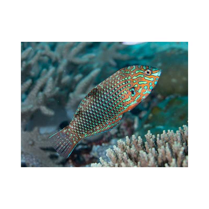 Macropharyngodon ornatus