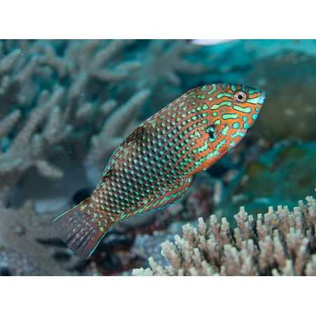 Macropharyngodon ornatus