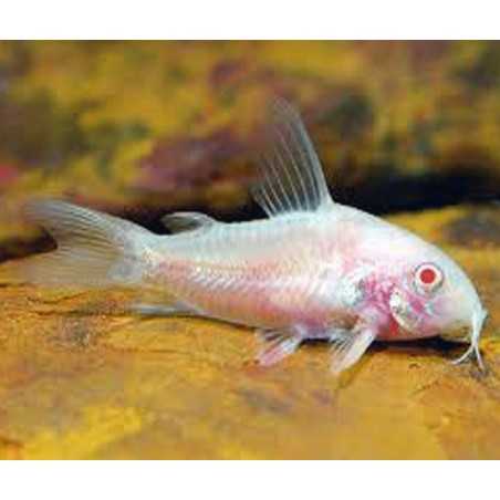 Corydora paleatus albina