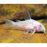Corydora paleatus albina