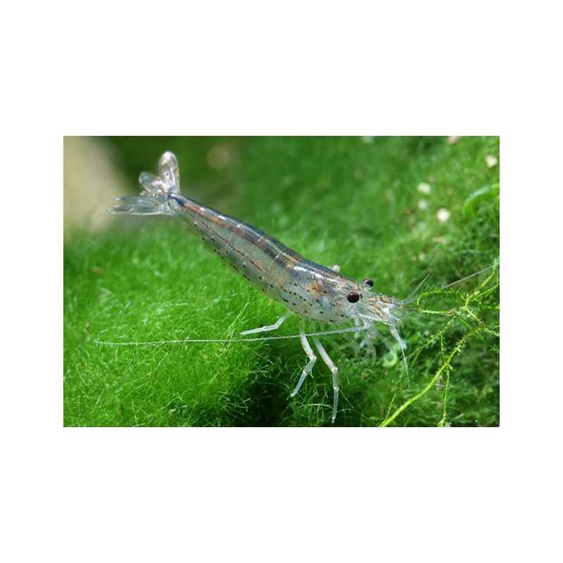 Gamba caridina japonica