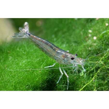 Gamba caridina japonica