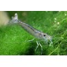 Gamba caridina japonica