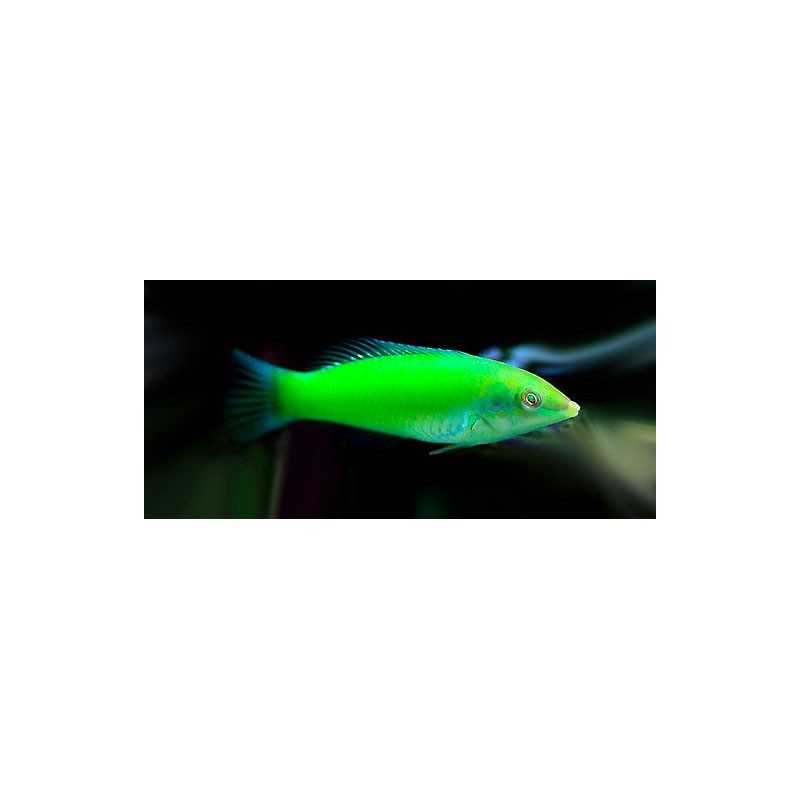 Halichoeres chloropterus