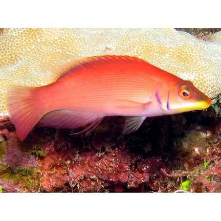 Pseudocheilinus evanidus