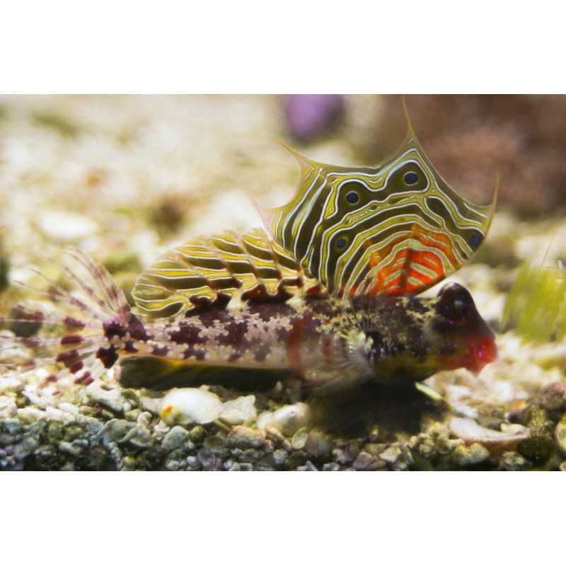 Synchiropus ocellatus