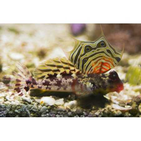 Synchiropus ocellatus