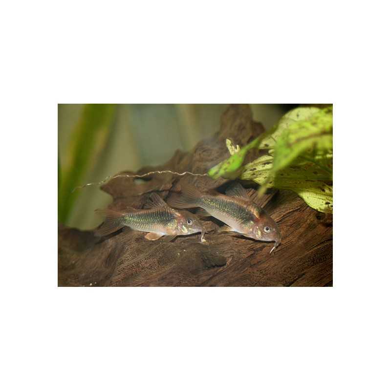 CORYDORAS SCHULTZE