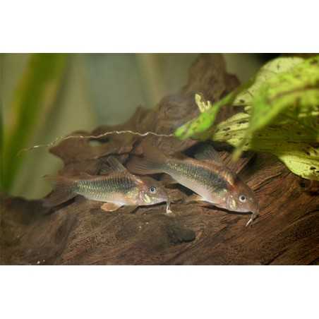 CORYDORAS SCHULTZE
