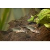 CORYDORAS SCHULTZE