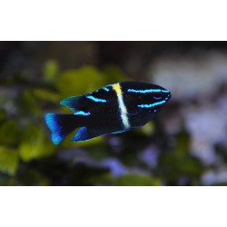 Neoglyphidodon oxyodon