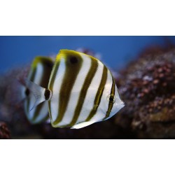 PARACHAETODON OCELLATUS