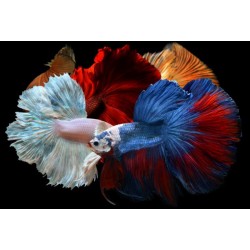 Betta hembra superdelta