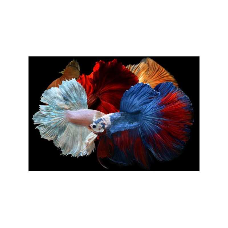 Betta hembra superdelta