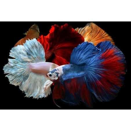 Betta hembra superdelta