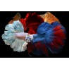 Betta hembra superdelta