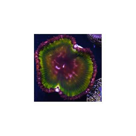 Palythoa Grandis 2 o 3 polipos