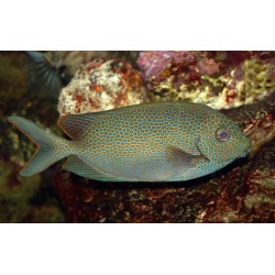 Siganus punctatus
