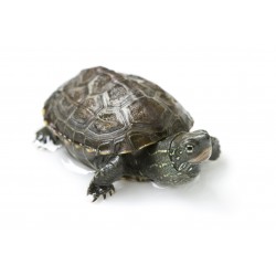 TORTUGA MAUREMY REEVES