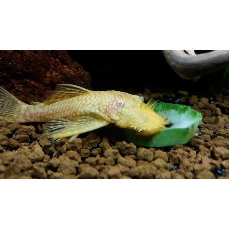 Ancistrus gold albino