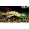 Ancistrus gold albino