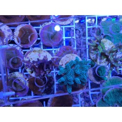 Oferta,  3 Seriatopora