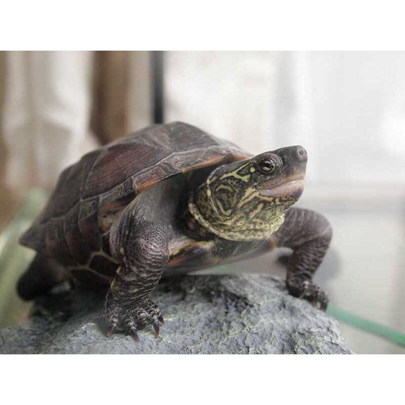 TORTUGA CHINEMYS REEVESI