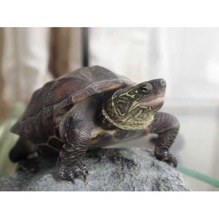 TORTUGA CHINEMYS REEVESI