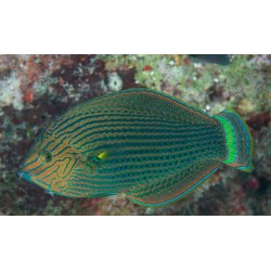 Halichoeres marginatus