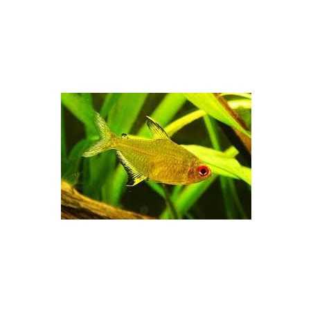 Tetra Limon