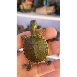 Tortuga trachemys venusta