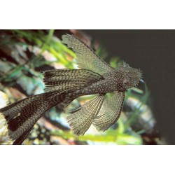 Ancistrus sp velo