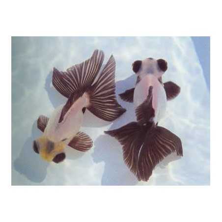 Telescopio Panda 6-7cm