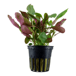 Lobelia cardinalis red