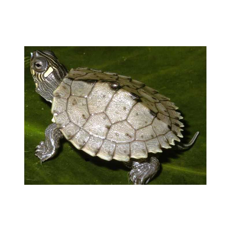 TORTUGA GRAPTEMYS PSEUDOGEOGRAPHICA KONH