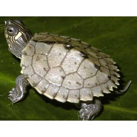 TORTUGA GRAPTEMYS PSEUDOGEOGRAPHICA KONH