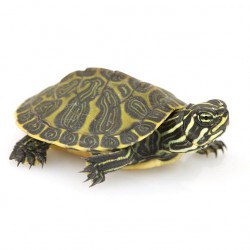 TORTUGA PSEUDEMYS NELSONI