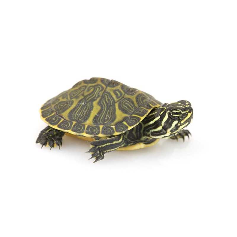 TORTUGA PSEUDEMYS NELSONI